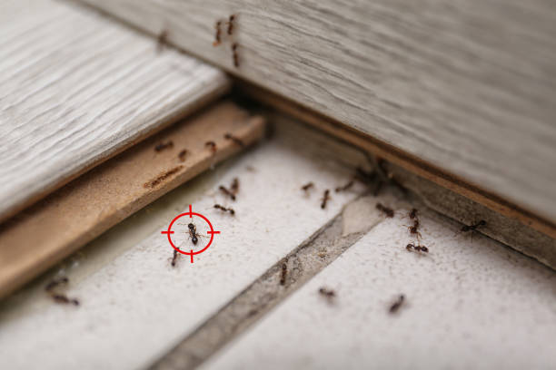 Best Emergency Pest Control  in Woodlake, CA