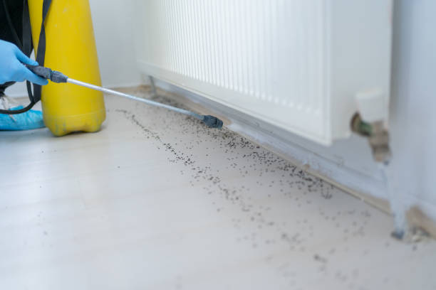 Best Wasp Removal Services  in Woodlake, CA